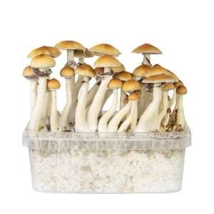 Buy B+ Mushroom Grow Kit