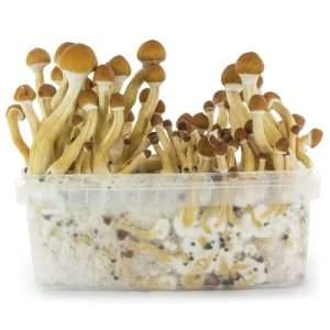 Ecuador Mushroom Grow Kit