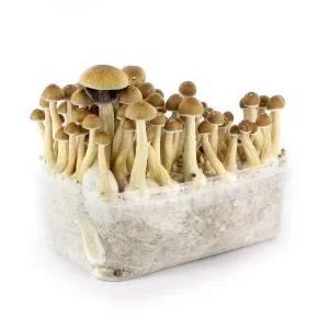 Ecuador Supa Cubensis Grow kit