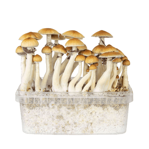 Golden Teacher Mushrooms Grow Kit