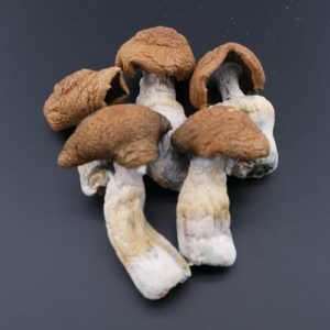 Mazatapec Magic Mushrooms