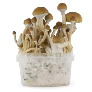 Mckennaii Fresh Mushroom Grow Kit