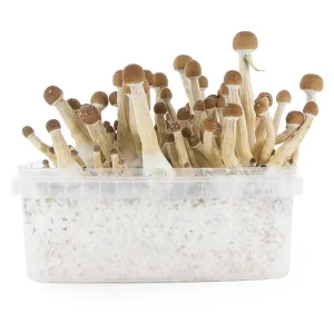 Mexican Mushroom Grow Kit