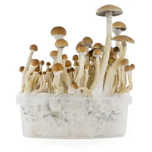 Buy fresh mushrooms grow kit B+