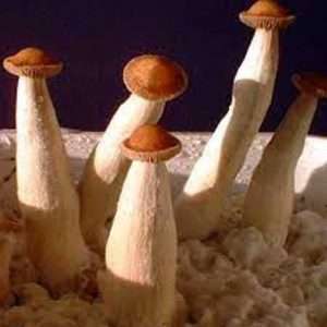 African Transkei Magic Mushrooms