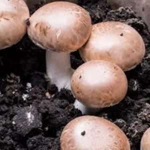 Agaricus Blazei Murrill for sale