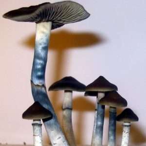 Blue Meanies Magic Mushroom