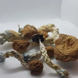 Albino A+ Magic Mushrooms