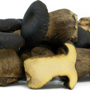 Black Bolete Mushrooms