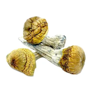 Cambodian Gold Magic Mushrooms