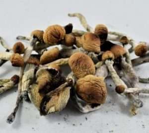 Ecuadorian Magic Mushrooms