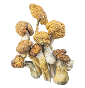 Buy-Malabar-Shrooms