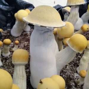 Buy Riptide Mushroom Spores