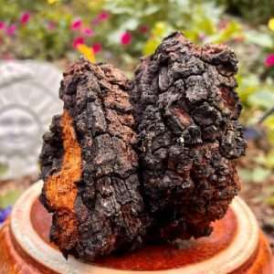 Chaga Mushroom