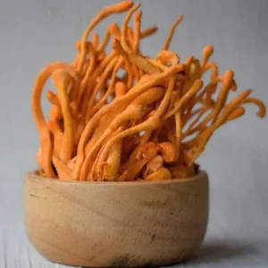 Cordyceps mushrooms