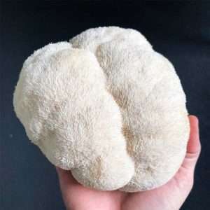 Lions Mane Mushroom Benefits