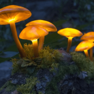 Luminous Lucy mushrooms