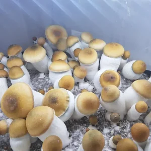 MVP Mushroom Spores