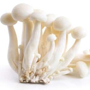 Mushroom Enoki