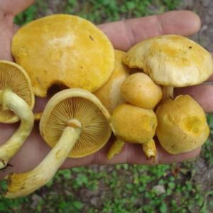 Psilocybe Gymnopilus