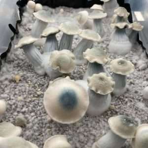 Texas ghost mushroom