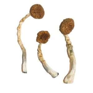 Treasure Coast Magic Mushrooms