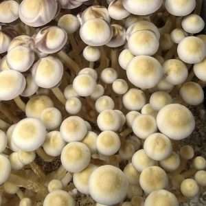 White Golden Teacher Mushroom Spores