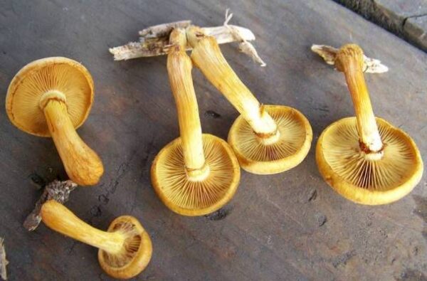 Yellow Gymnopilus