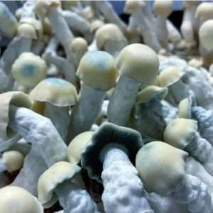 Yeti Mushroom Spores