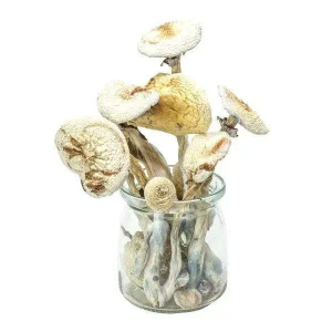 Albino Cambodians Magic Mushrooms