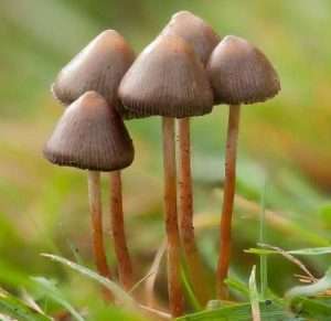 Liberty Caps