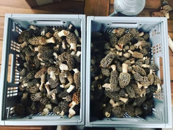 morel mushrooms for sale