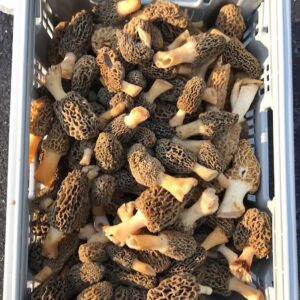 Morel Mushrooms