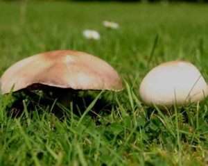 Agaricus Campestris Mushrooms