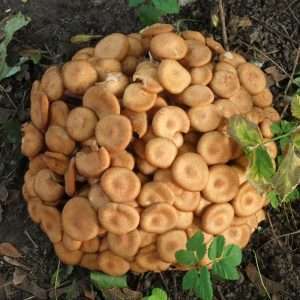 Armillaria Tabescens