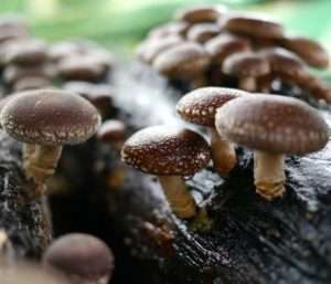 Shiitake Mushrooms