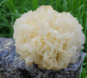 Tremella Mushrooms