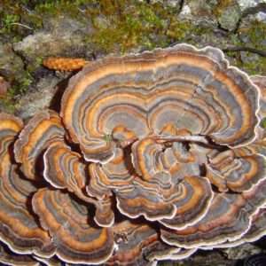 Turkey Tail Mushrooms