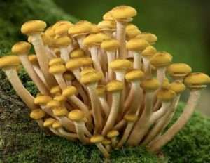 armillaria mellea benefits